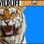 Don’t forget to Snag the Wildlife Exployer or the Baby Einstein Packages for your Kids!