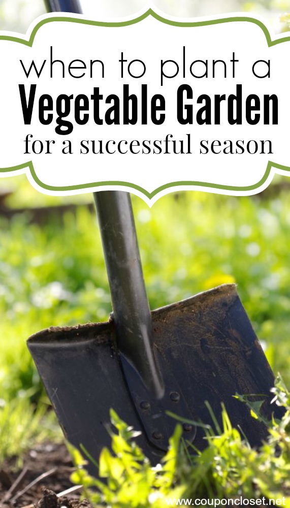 Learn when to plant a garden! Many people start their garden too late or too early. Find 3 tips on when to plant a vegetable garden! You will have all the information you need and know when to plant garden. From tomatoes and cucumbers to carrots and more! 