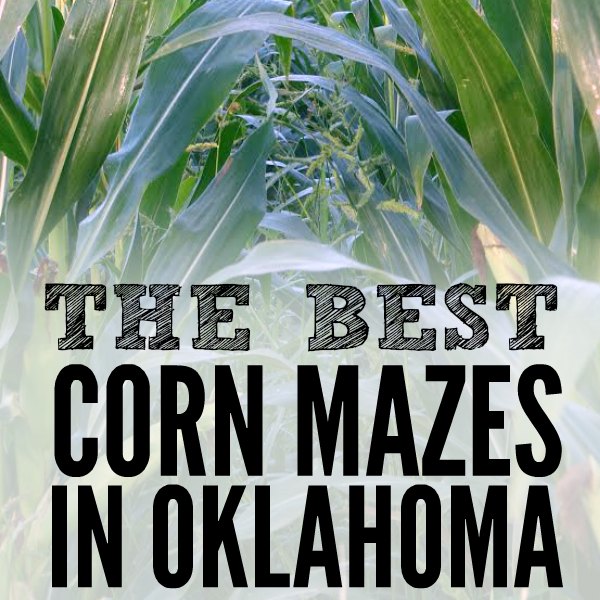 Check out the top 10 corn mazes in Oklahoma. Here are the best corn mazes in oklahoma that your family needs to visit this year. 